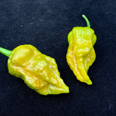7 Pot Slimer - Seeds - The Pepper Pantry (Formerly Marie Sharp's)